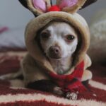 Everything about Chihuahua